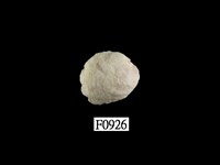 藏品(扁珊瑚螺)的圖片